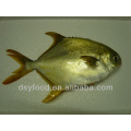 CONGELADO GOLDEN POMFRET INTEIRO RODADA